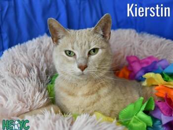 Kierstin -  Domestic Short Hair Cat for Adoption in Fort Mill, South Carolina - Kierstin | PetCurious