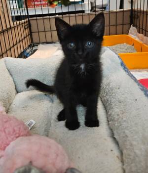 Rescue Domestic Short Hair Cats for Adoption in Mount Pleasant, North Carolina - Lucky | PetCurious