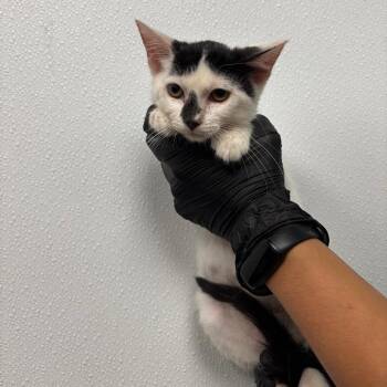 Gremlin -  Domestic Short Hair Cat for Adoption in Abilene, Texas - Gremlin | PetCurious