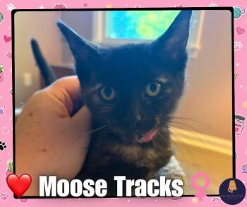 Moose tracks kitten -  Tortoiseshell Cat for Adoption in Enfield, Connecticut - Moose Tracks Kitten | PetCurious
