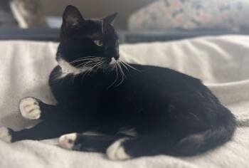 Rescue Domestic Short Hair Cats for Adoption in Marion, Indiana - Sissy | PetCurious