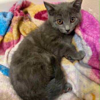 Cattypillar LaGiglia -  Domestic Short Hair Cat for Adoption in Eagle Mountain, Utah - Cattypillar LaGiglia | PetCurious