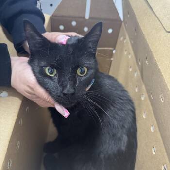 Domestic Short Hair Cats Available for Adoption in Newark, New Jersey - Hunter | PetCurious