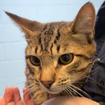 Domestic Short Hair Cats Available for Adoption - Hank | PetCurious