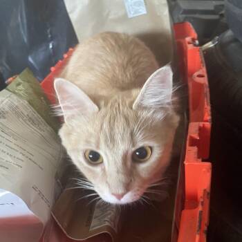 Lotus -  Domestic Short Hair Cat for Adoption in Las Vegas, Nevada - Lotus | PetCurious