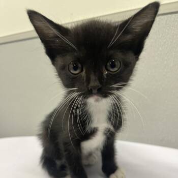Domestic Short Hair Cats Available for Adoption in Tampa, Florida - Polka | PetCurious