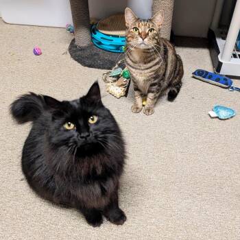 Rescue Domestic Medium Hair Cats for Adoption in Abbotsford, British Columbia - DeeDee & Siouxie | PetCurious