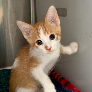 Kabocha -  Domestic Short Hair Cat for Adoption in Goleta, California - Kabocha | PetCurious