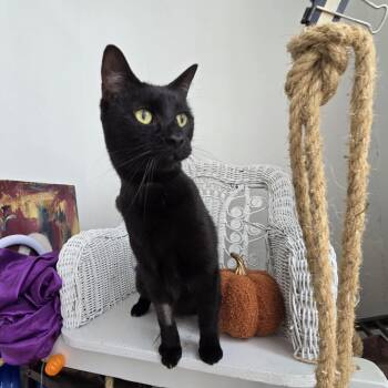 Rescue Domestic Short Hair Cats for Adoption in Eaton Rapids, Michigan - Prowler Bon Jovi 7644 | PetCurious