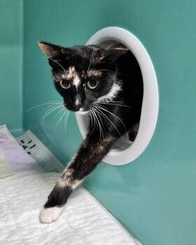Carolina -  Domestic Short Hair Cat for Adoption in Novato, California - Carolina | PetCurious