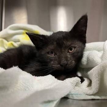 Batgirl -  Domestic Short Hair Cat for Adoption in Mooresville, North Carolina - Batgirl | PetCurious