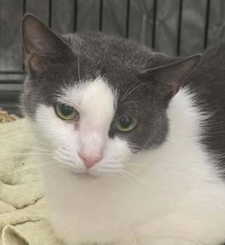 Pepper -  Domestic Short Hair Cat for Adoption in Westfield, Massachusetts - Pepper | PetCurious