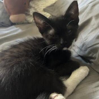 Bundt w/ Muffin - In Foster! -  Domestic Short Hair Cat for Adoption in Flagstaff, Arizona - Bundt W/ Muffin - In Foster! | PetCurious