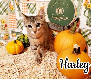 Rescue Tabby and Domestic Short Hair Cats for Adoption in Dallas, Texas - Harley | PetCurious