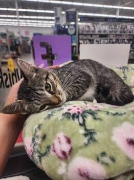 Gracie -  Domestic Short Hair Cat for Adoption in St. Cloud, Florida - Gracie | PetCurious