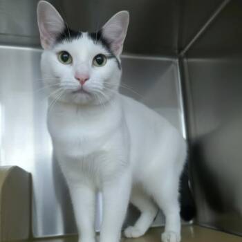 Sylvie -  Domestic Short Hair Cat for Adoption in Warr Acres, Oklahoma - Sylvie | PetCurious
