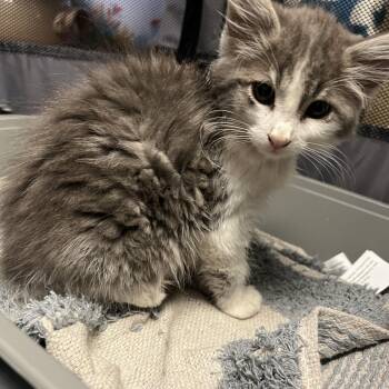 Rescue Domestic Long Hair Cats for Adoption in Glendora, California - Aprils Fluff | PetCurious