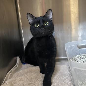 Rooster -  Domestic Short Hair Cat for Adoption in Washington, Utah - Rooster | PetCurious