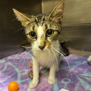 Jilly -  Domestic Short Hair Cat for Adoption in Birmingham, Alabama - Jilly | PetCurious