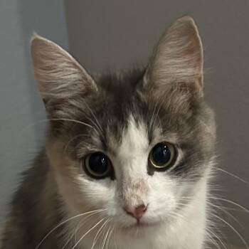 LILLY -  Domestic Medium Hair Cat for Adoption - LILLY | PetCurious