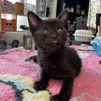 Skip -  Domestic Short Hair Cat for Adoption in Redwood City, California - Skip | PetCurious