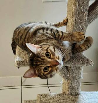 Rescue Domestic Short Hair Cats for Adoption in Hamilton, Ontario - Buckwheat | PetCurious