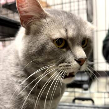 Domestic Short Hair Cats Available for Adoption - Outlaw | PetCurious