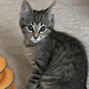 Pippa -  Domestic Short Hair Cat for Adoption in Harrisonburg, Virginia - Pippa | PetCurious