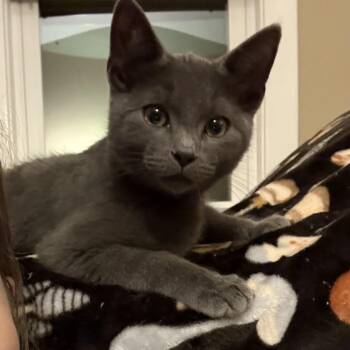 Domestic Short Hair Cats Available for Adoption in Mantua Township, New Jersey - Ashley  | PetCurious