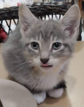 Mila * IN FOSTER * -  Domestic Short Hair Cat for Adoption in South Bend, Indiana - Mila * IN FOSTER * | PetCurious