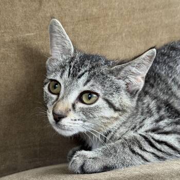 Peach Basil & Birch -  Domestic Short Hair Cat for Adoption in Clifton, New Jersey - Peach Basil & Birch | PetCurious