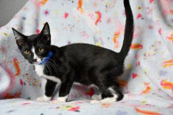 Drake -  Domestic Short Hair Cat for Adoption in Yakima, Washington - Drake | PetCurious