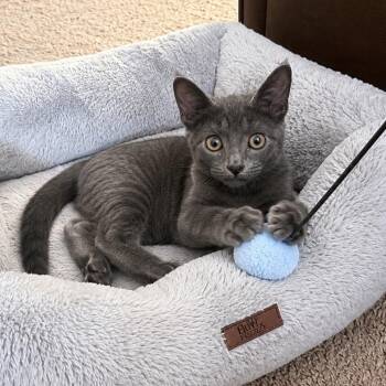 King Triton -  Russian Blue and Domestic Short Hair Cat for Adoption in Wyandotte, Michigan - King Triton | PetCurious