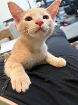 Rigby -  Tabby Cat for Adoption in Woodinville, Washington - Rigby | PetCurious