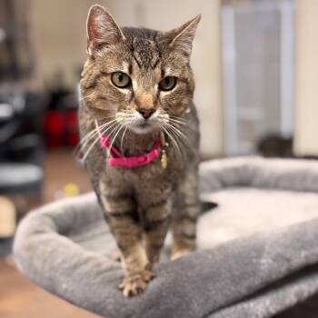 Flower -  Domestic Short Hair Cat for Adoption in Midland, Texas - Flower | PetCurious