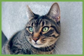 Bibi -  Domestic Short Hair Cat for Adoption in Amherst, Massachusetts - Bibi | PetCurious
