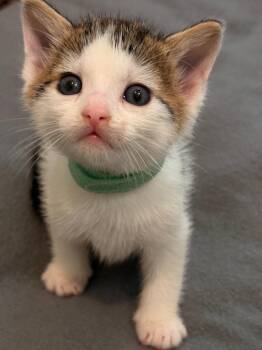 Murphy -  Domestic Short Hair Cat Available for Adoption in The Woodlands, Texas - Murphy | PetCurious