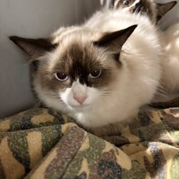 Rescue Domestic Short Hair Cats for Adoption in Livingston, Texas - Clawdia | PetCurious