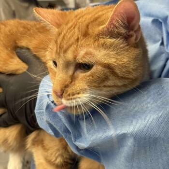 Rescue Domestic Short Hair Cats for Adoption in Huntington, West Virginia - Harlow | PetCurious