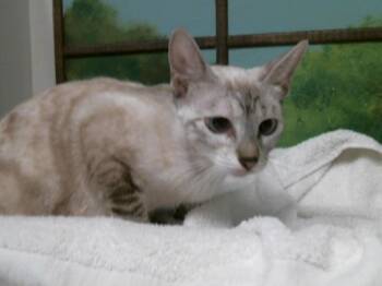 TINKERBELL -  Siamese and Domestic Short Hair Cat for Adoption in Houston, Texas - TINKERBELL | PetCurious