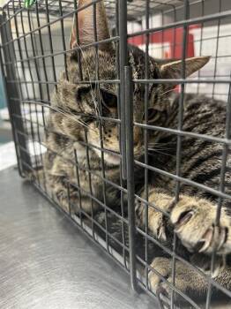 PICKLES -  Domestic Short Hair Cat for Adoption in Las Vegas, Nevada - PICKLES | PetCurious