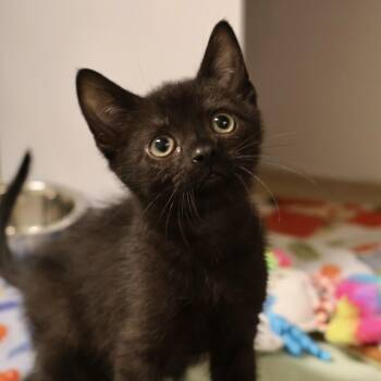 Corky -  Domestic Short Hair Cat for Adoption in Briarcliff Manor, New York - Corky | PetCurious