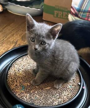 Rescue Domestic Short Hair Cats for Adoption in Murfreesboro, Tennessee - Whitney | PetCurious