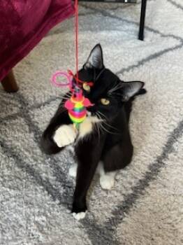 Rescue Domestic Medium Hair and Domestic Short Hair Cats for Adoption in Montreal, Quebec - Tsuki (Trancis) | PetCurious