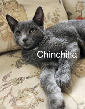 Chinchilla -  Domestic Short Hair Cat for Adoption in Pawleys Island, South Carolina - Chinchilla | PetCurious