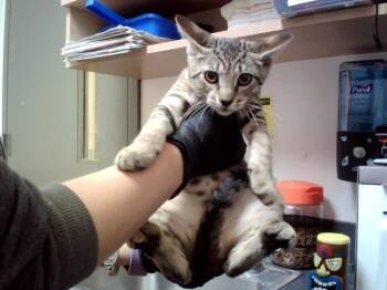 ADAM -  Domestic Short Hair Cat for Adoption in Martinez, California - ADAM | PetCurious