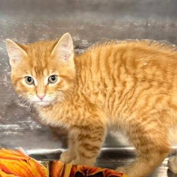FRITO -  Domestic Short Hair Cat for Adoption in Gresham, Wisconsin - FRITO | PetCurious