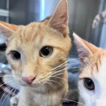 R2 Karnak Roswell -  Domestic Short Hair Cat for Adoption in Denver, Colorado - R2 Karnak Roswell | PetCurious