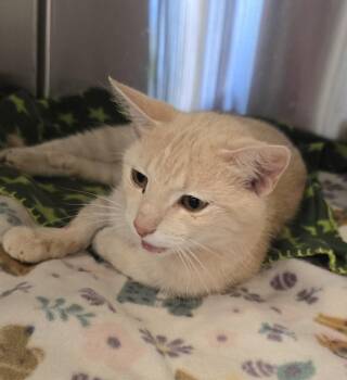 Penelope -  Domestic Short Hair Cat for Adoption in Dickson, Tennessee - Penelope | PetCurious