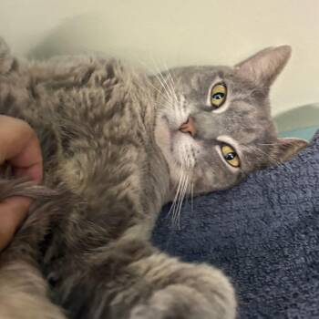 Willow -  Domestic Short Hair Cat Available for Adoption in Sunrise, Florida - Willow | PetCurious